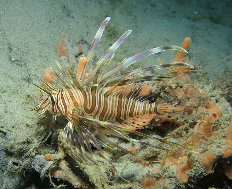 12-30-23 Lionfish.JPG