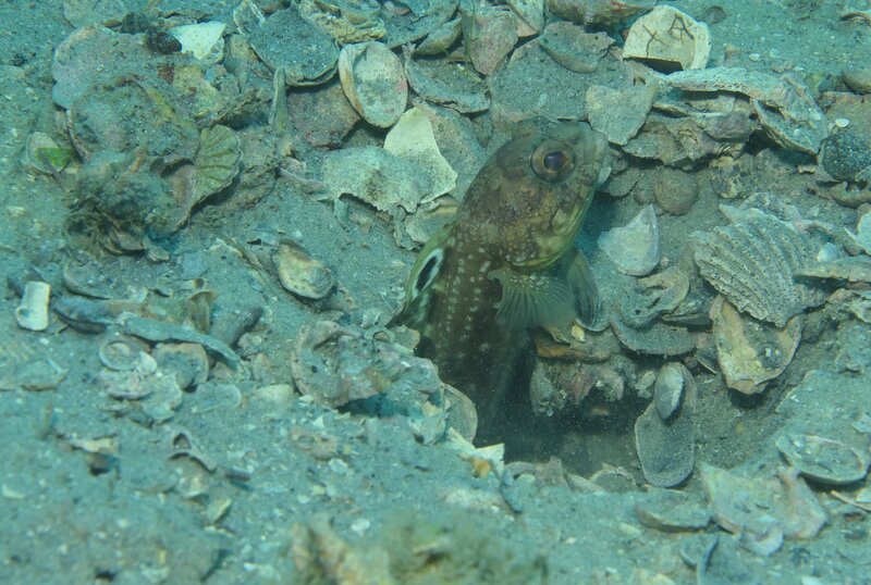 12-30-23 Spofin Jawfish.JPG