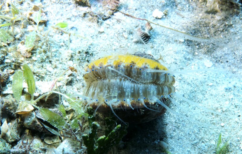 12-31-23 Scallop.JPG