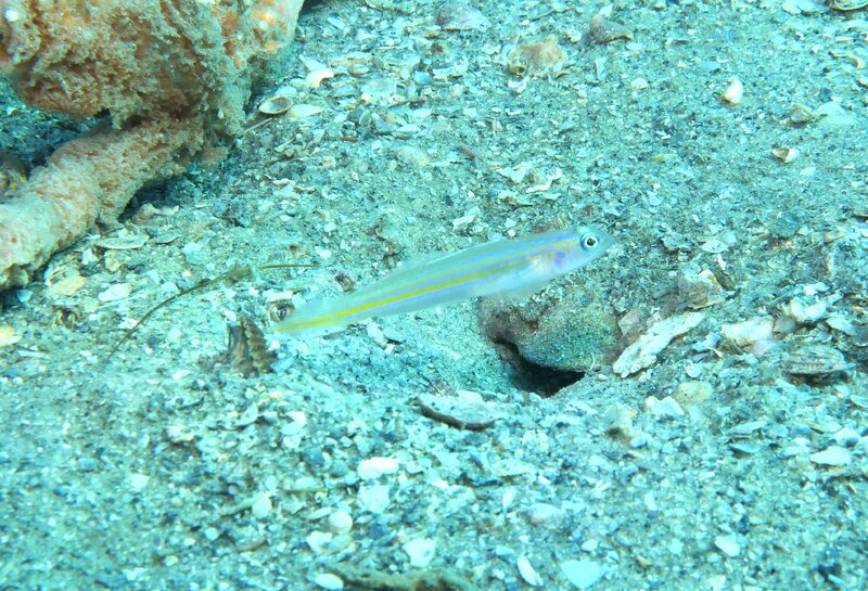 12-31-23 Seminole Goby.JPG