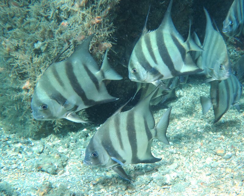 12-31-23 Spadefish.JPG