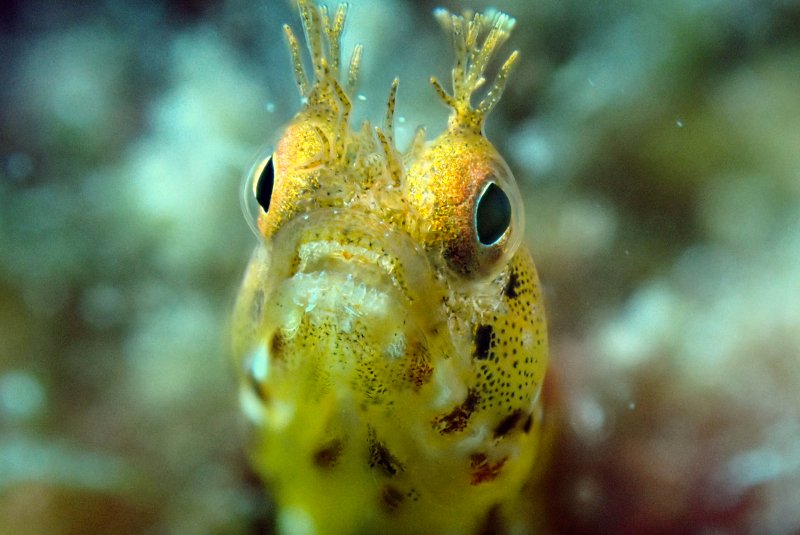 1260 11 roughhead blenny.jpg