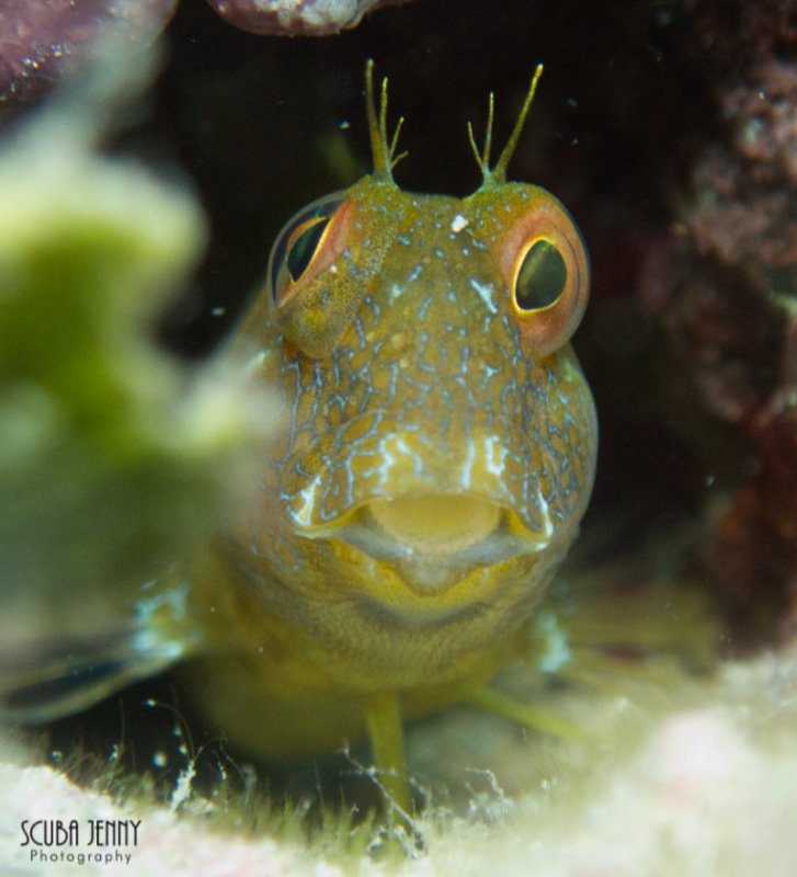 1262 08 seaweed blenny.jpg