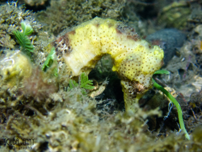 1345 03 yellow seahorse.jpg