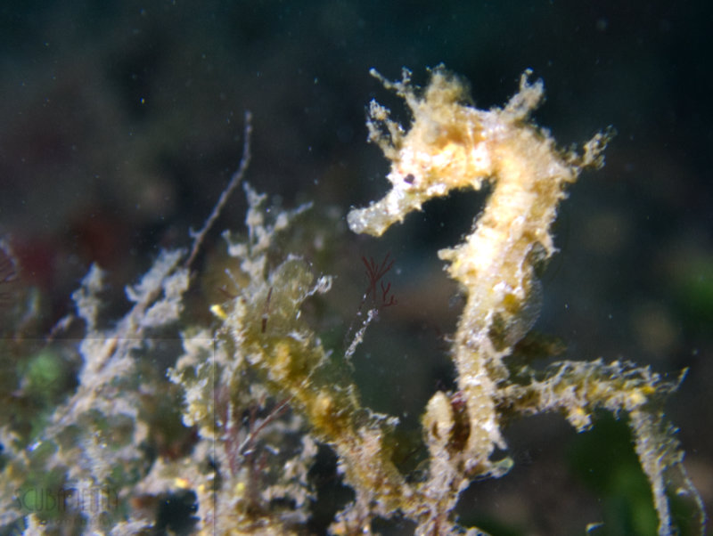 1345 05 tiny seahorse.jpg