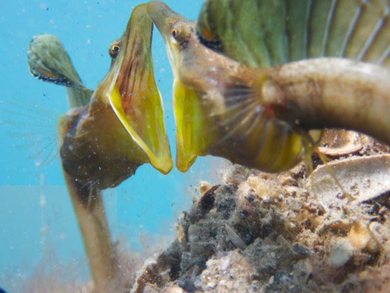 1346 10 pike blenny.jpg