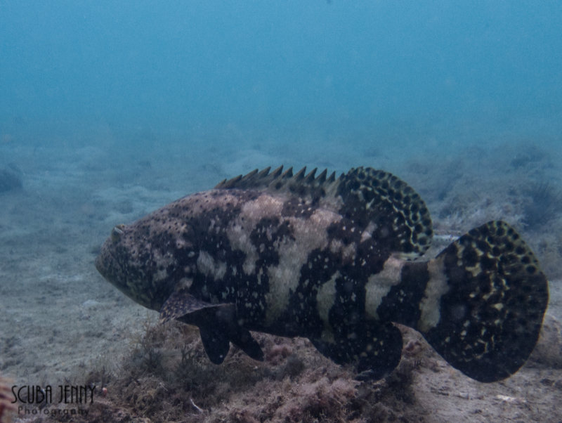 1347 03 goliath grouper.jpg