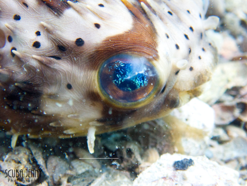 1348 02 balloonfish.jpg