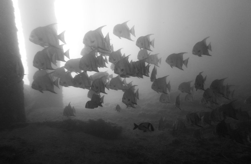 1349 03 spadefish bw.jpg