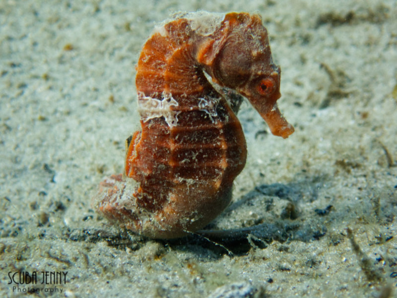 1349 12 red seahorse.jpg