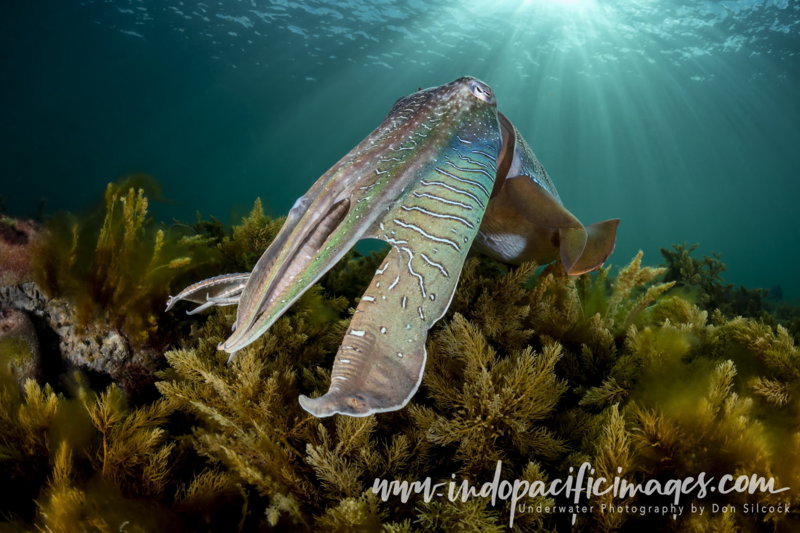 14. Giant Australian Cuttlefish - Beautiful Lighting!.jpg