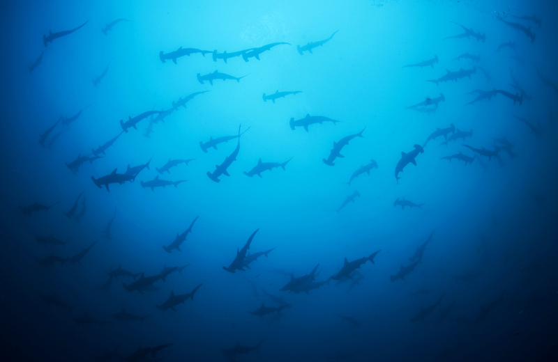 140317IsladelCocohammerheadsharks-1000x649.jpg 140317IsladelCocohammerheadsharks-1000x649.jpg
