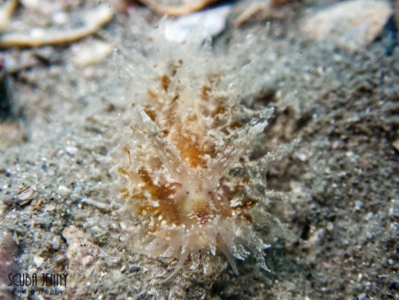 1560 05 nudi.jpg