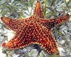 Interacting with a Bahama Sea Star at Contact Cove – Erica ...