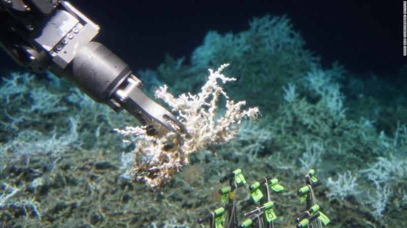 180827205033-lophelia-samples-atlantic-coral-reef-super-169.jpg
