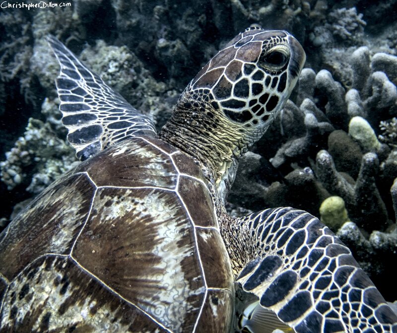 2023-10-06 - Diving Maratua Indonesia- 005_A060005_01.jpg