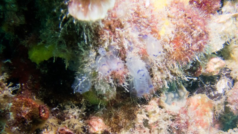 2025 - Eggs - Robbs Jetty-P5180004.jpg