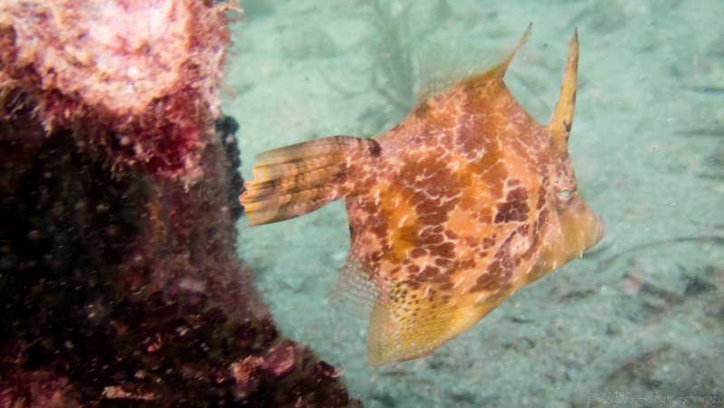2025 - Fanbellied Leatherjacket - Robbs Jetty-P5180042.jpg