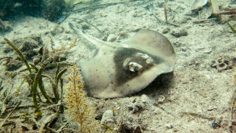 2025 - Masked Stingaree 5 - Robbs Jetty-P5180056.jpg