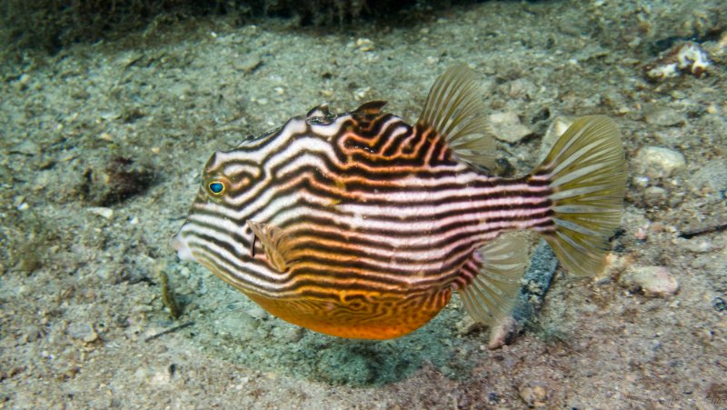 2025 - Shaws Cowfish - Robbs Jetty-P5180026.jpg