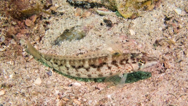 2025 - Wavy Grubfish - Robbs Jetty-P5180028.jpg