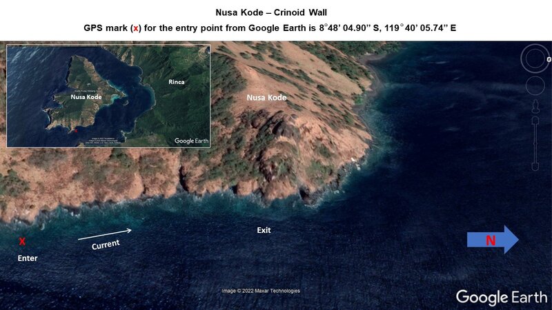 27 - Nusa Kode - Crinoid Wall.jpg
