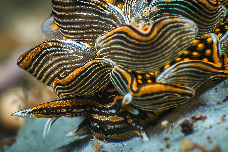 33797880441_4c9f98d5b9_c.jpg 33797880441_4c9f98d5b9_c.jpg