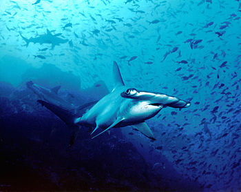 350px-hammerhead_shark_cocos_island_costa_rica.jpg