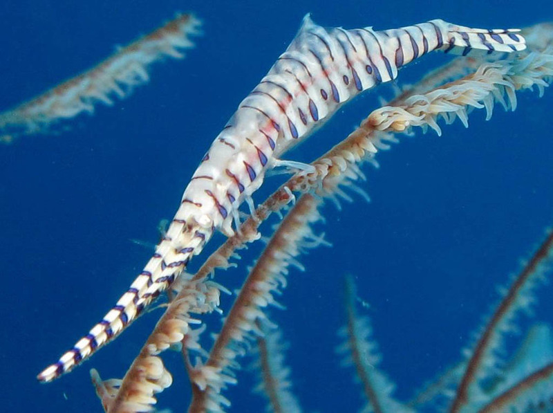461337-tropical-fish-underwater-sea-life-saw-blade-shrimp-banded-tozeuma-shrimp-tozeuma-armatum.jpg