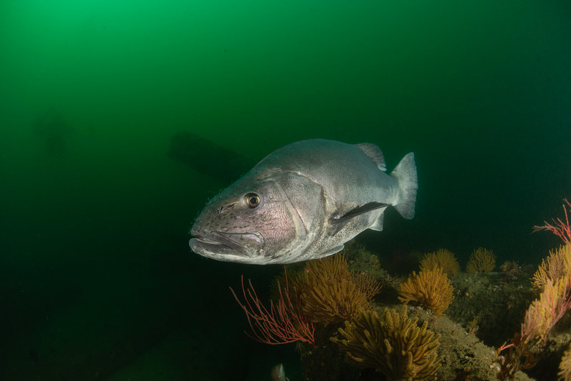 Close Encounters Of The Wreckfish Kind ScubaBoard