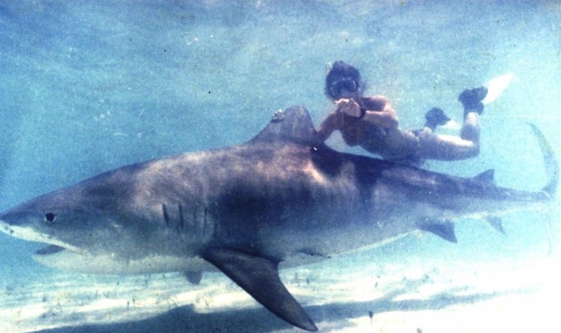 Shark attack Cozumel | ScubaBoard