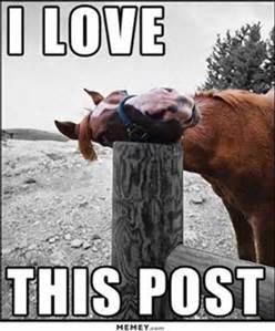 8e6659b8fb5316c1858e57bbbd194b5e--funny-animal-memes-funny-horses.jpg