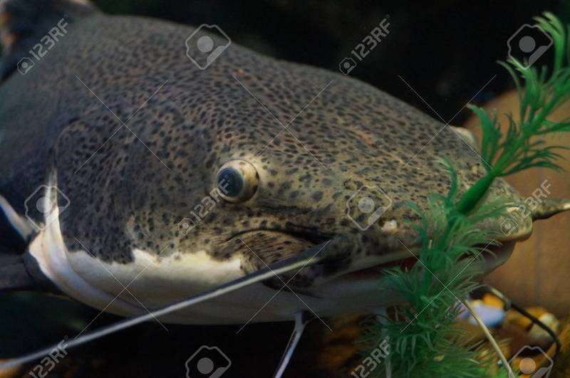 92220821-head-of-the-catfish-in-the-fish-tank.jpg