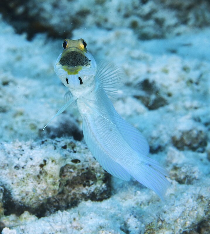 _ARY2577 jawfish eggs.JPG