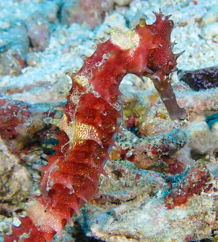 A SEA HORSE BEAUTY.jpg