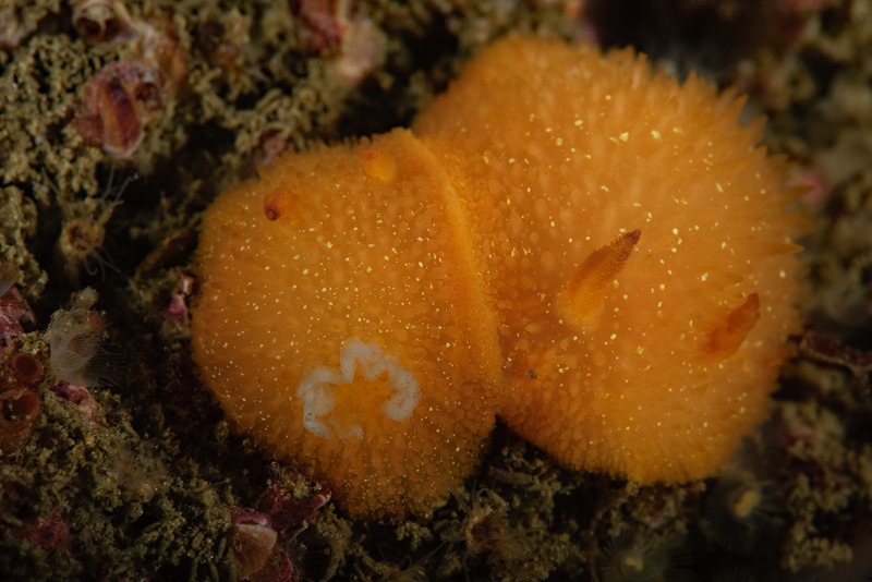 Acanthodoris%20lutea_zpsfwipdvwt.jpg Acanthodoris%20lutea_zpsfwipdvwt.jpg