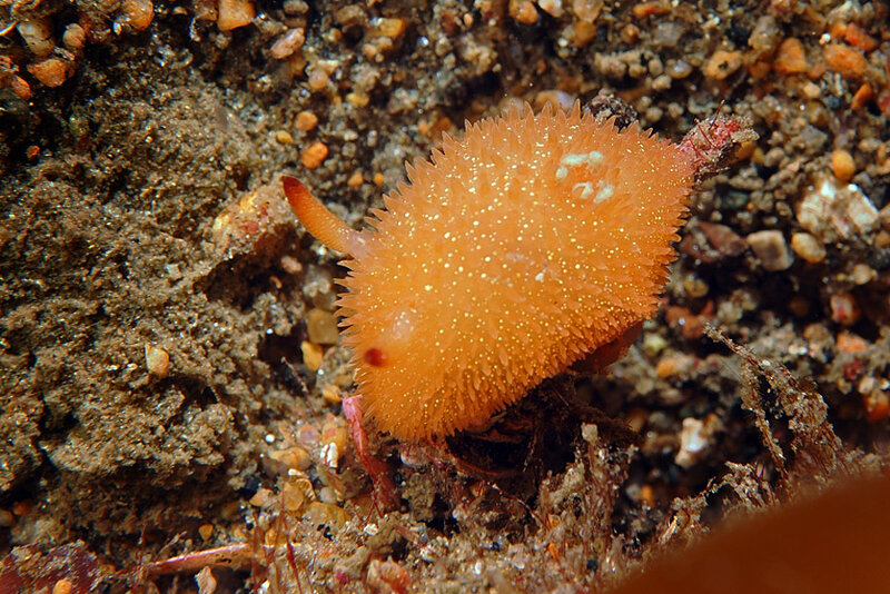 Acanthodoris lutea.jpg