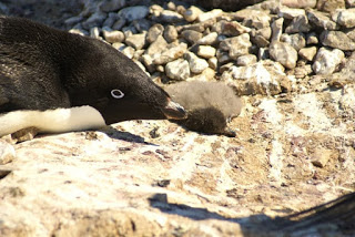 adelie-penguin-chick.jpg
