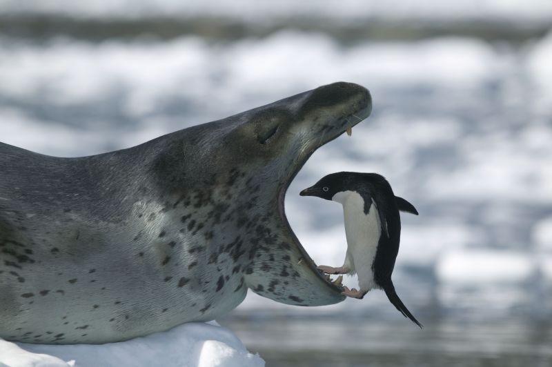 adelie-penguin-looking-in-leopard-seal-s-mouth-518946030-5a2ed5947d4be80036b126a4.jpg