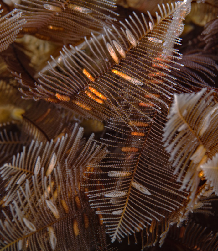 Aglaophenia%20struthionides%20Ostrich%20plumed%20hydroid%20reproductive%20structure_zpsdub74vot.jpg Aglaophenia%20struthionides%20Ostrich%20plumed%20hydroid%20reproductive%20structure_zpsdub74vot.jpg
