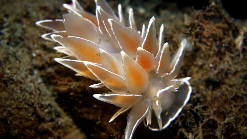 alabaster 1.JPG
