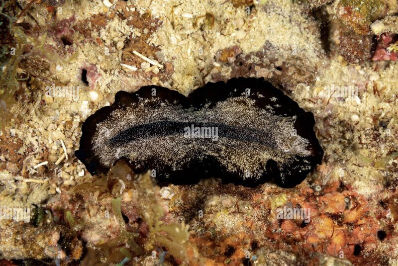 Alamy Flatworm.jpg