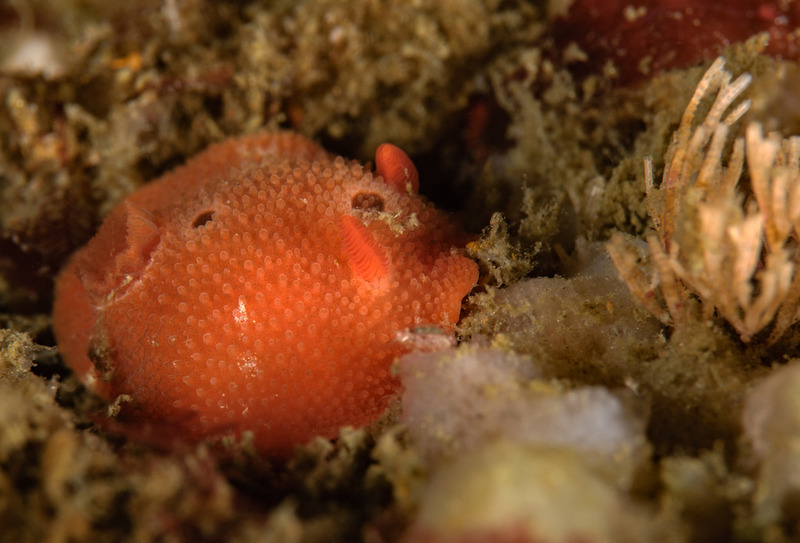 Aldisa%20sanguinea%20Red%20Aldisa_zpsizpndk45.jpg Aldisa%20sanguinea%20Red%20Aldisa_zpsizpndk45.jpg