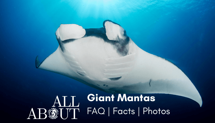 all-about-giant-oceanic-mantas_orig.png