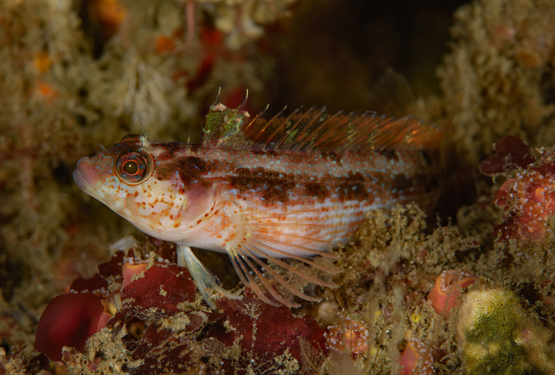 Alloclinus%20holderi%20Island%20kelpfish_zpsinqtn7qy.jpg Alloclinus%20holderi%20Island%20kelpfish_zpsinqtn7qy.jpg