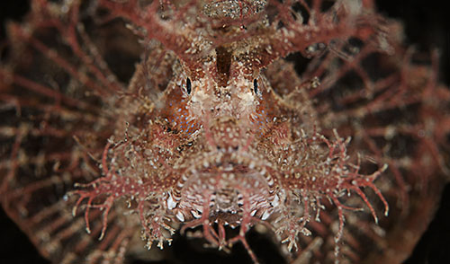 Ambon-Scorpionfish.jpg
