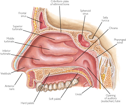 anatomy-of-nose-and-nasal-cavity-6.jpg