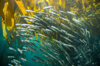 anchovies-kelp.jpg