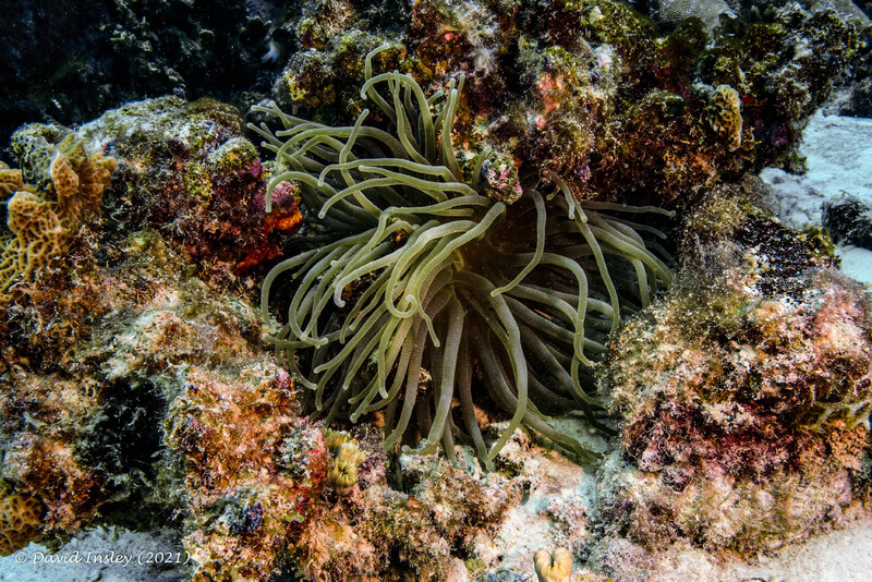 Anemone #2.jpg