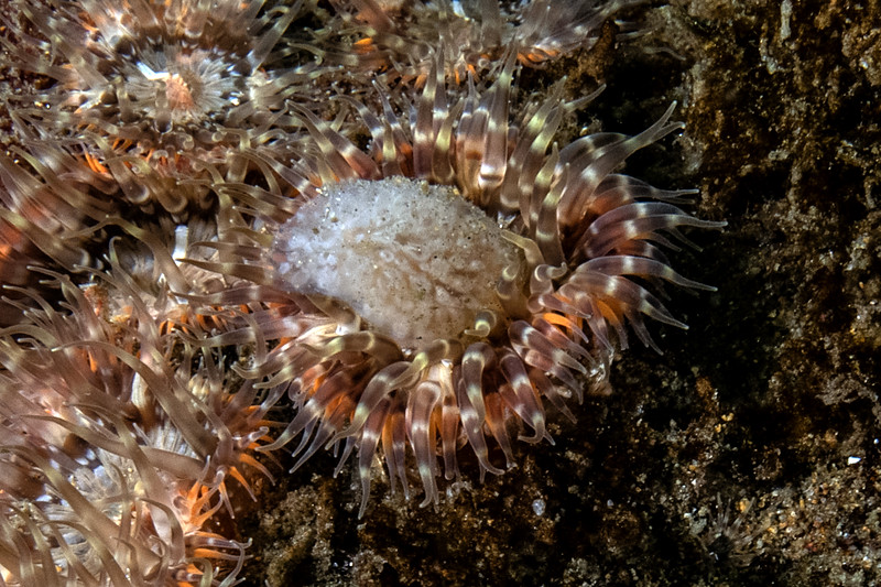 Anemone%20DSC_6274-L.jpg Anemone%20DSC_6274-L.jpg